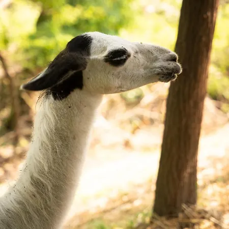 Hotel Terme Di Monte