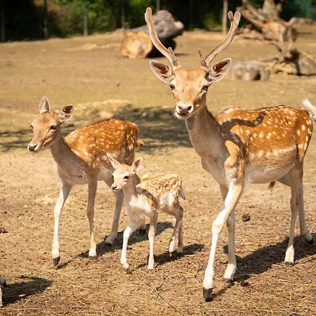 Terme Di Monte Hotel 3*