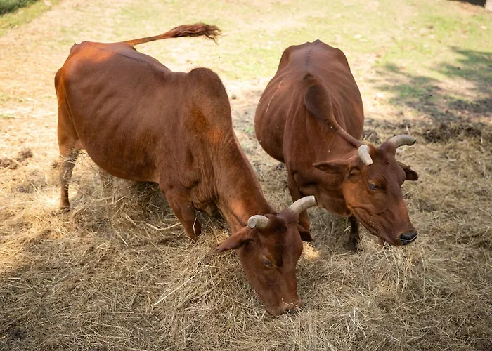 Terme Di Monte Hotel 3*