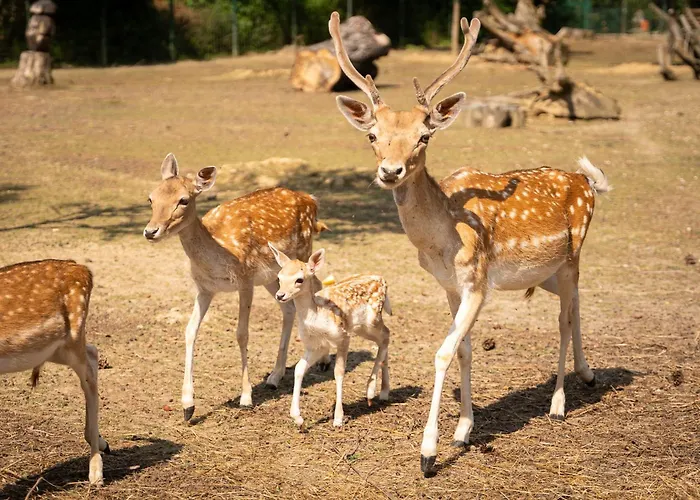 Terme Di Monte Hotel 3*